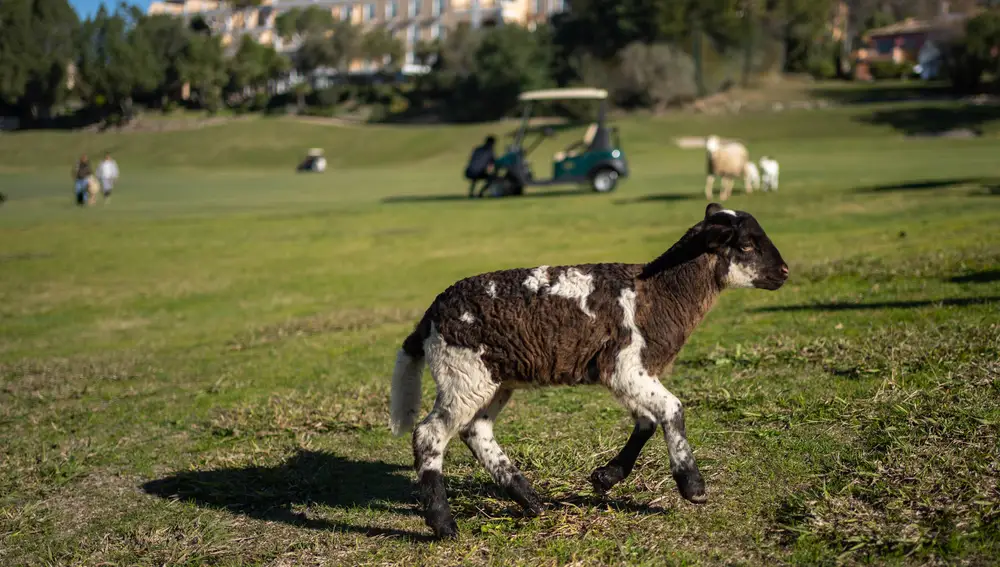 Una oveja en el campo de golf
