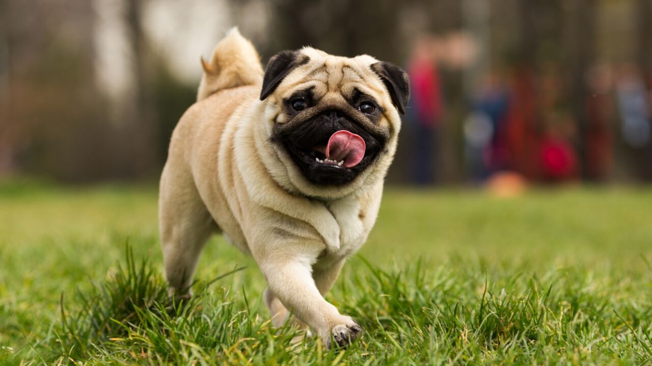 que es la vida de un perro