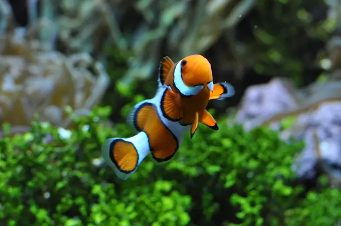 Nemo es agresivo y territorial, pero al menos sabe contar
