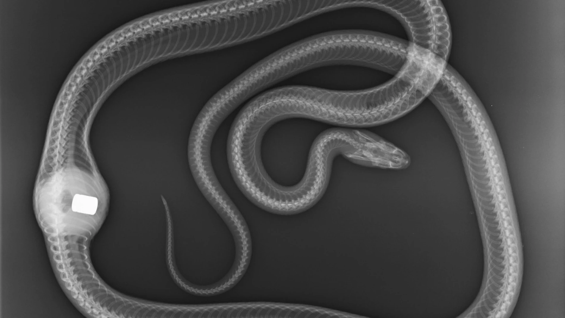 Una serpiente es intervenida quirúrgicamente 