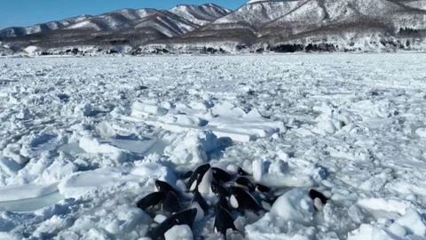 Un grupo de 13 orcas queda atrapado en un gigantesco bloque de hielo