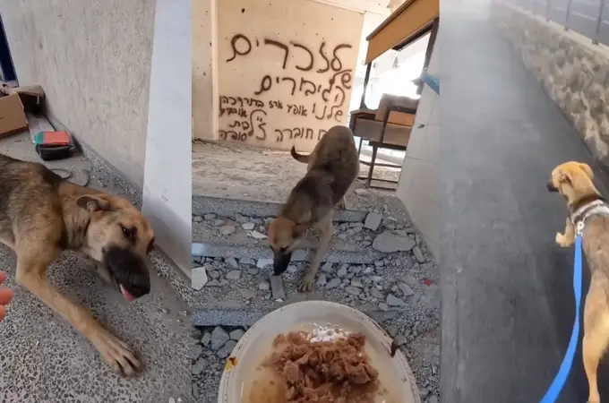 Soldado israelí rescata a un perro en Gaza y le da un nuevo hogar