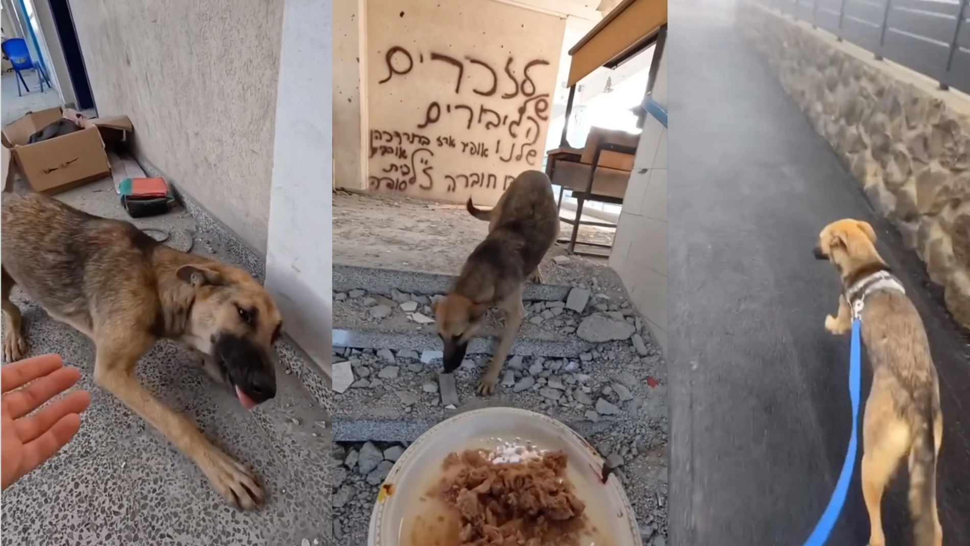 Soldado israelí rescata a un perro en Gaza y le da un nuevo hogar