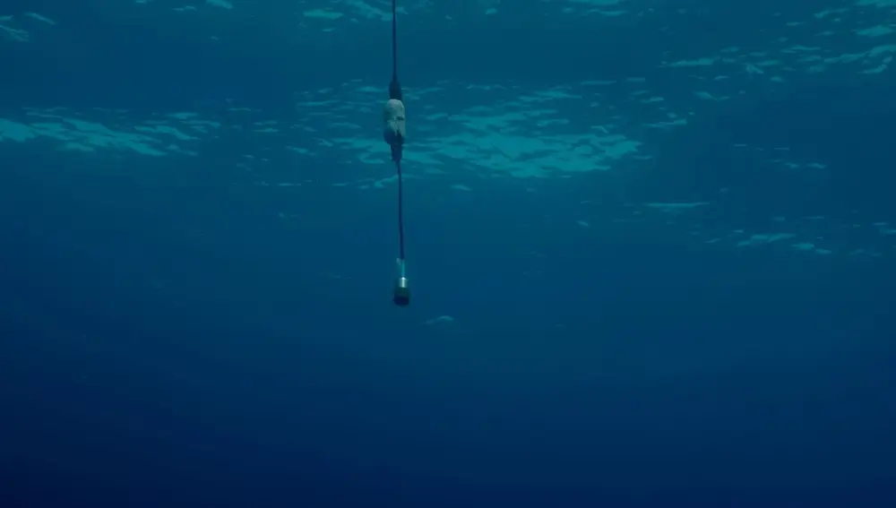 En "Blow!", la directora Neus Ballús nos lleva a descubrir la sensibilidad de las ballenas que se acercan a la costa catalana
