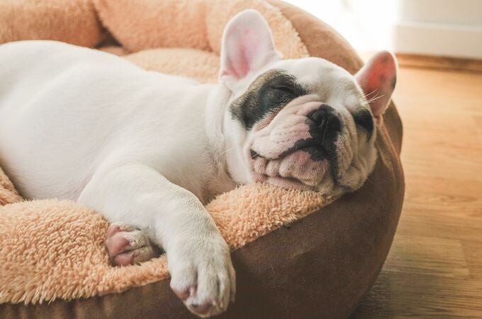 ¿Qué significa que tu perro rasque su cama?