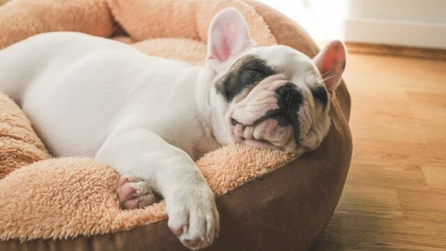 ¿Qué significa que tu perro rasque su cama?