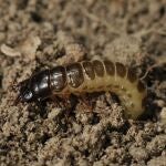 Larva de zabro, el gusano que tiene en vilo a los agricultores sorianos
