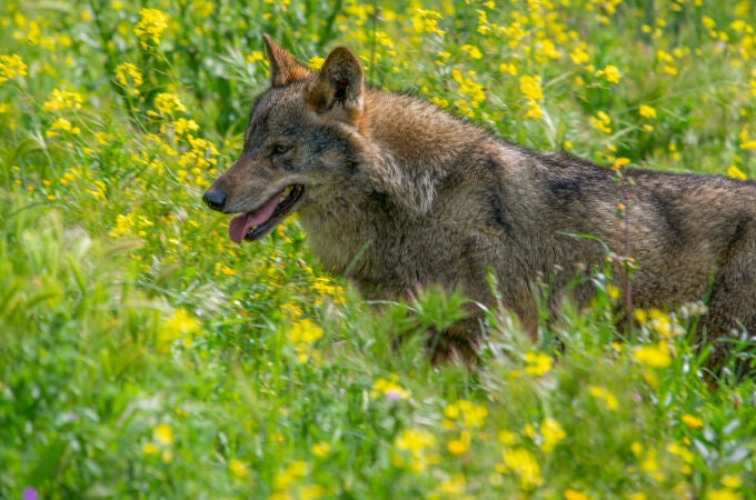 Los lobos mutantes de Chernóbil pueden haber desarrollado resistencia al cáncer