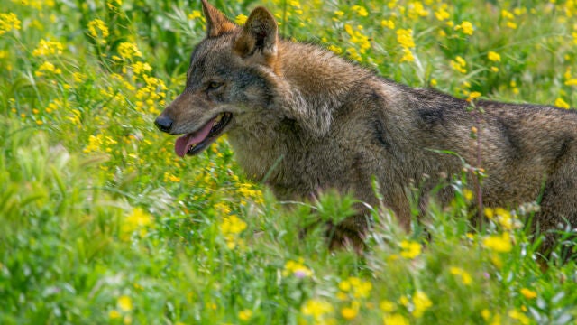 Los lobos mutantes de Chernóbil pueden haber desarrollado resistencia al cáncer