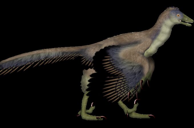 Entre finales del siglo XIX y principios del XXI, el Archaeopteryx fue generalmente aceptado por los paleontólogos como el ave más antigua conocida. El Archaeopteryx vivió en el Jurásico Tardío, hace unos 150 millones de años, en lo que hoy es el sur de Alemania. Las especies más grandes podían alcanzar los 0,5 m de longitud. A pesar de su pequeño tamaño, sus amplias alas y su supuesta capacidad para volar o planear, el Archaeopteryx tenía más en común con otros pequeños dinosaurios mesozoicos que con las aves modernas.