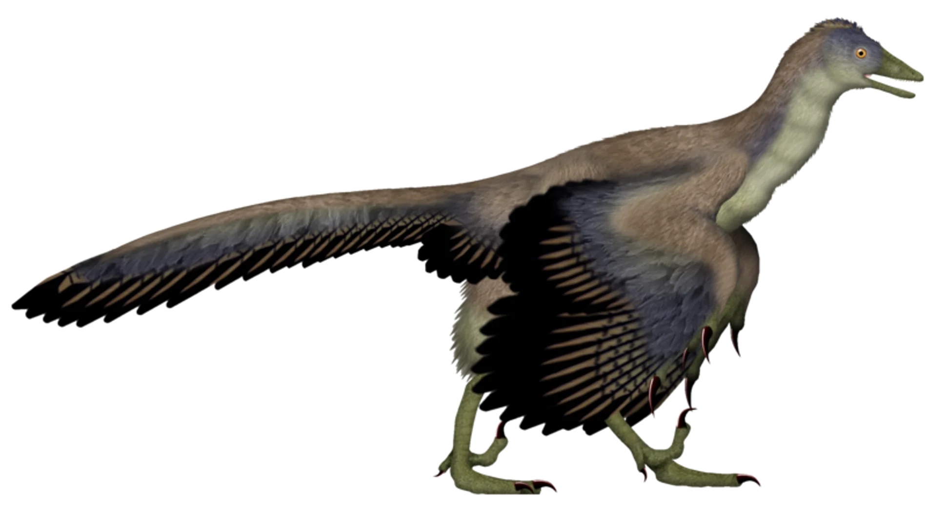 Entre finales del siglo XIX y principios del XXI, el Archaeopteryx fue generalmente aceptado por los paleontólogos como el ave más antigua conocida. El Archaeopteryx vivió en el Jurásico Tardío, hace unos 150 millones de años, en lo que hoy es el sur de Alemania. Las especies más grandes podían alcanzar los 0,5 m de longitud. A pesar de su pequeño tamaño, sus amplias alas y su supuesta capacidad para volar o planear, el Archaeopteryx tenía más en común con otros pequeños dinosaurios mesozoico...