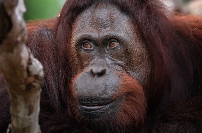 Orangután juvenil tirándole del pelo a su madre 