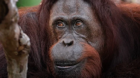 Orangután juvenil tirándole del pelo a su madre