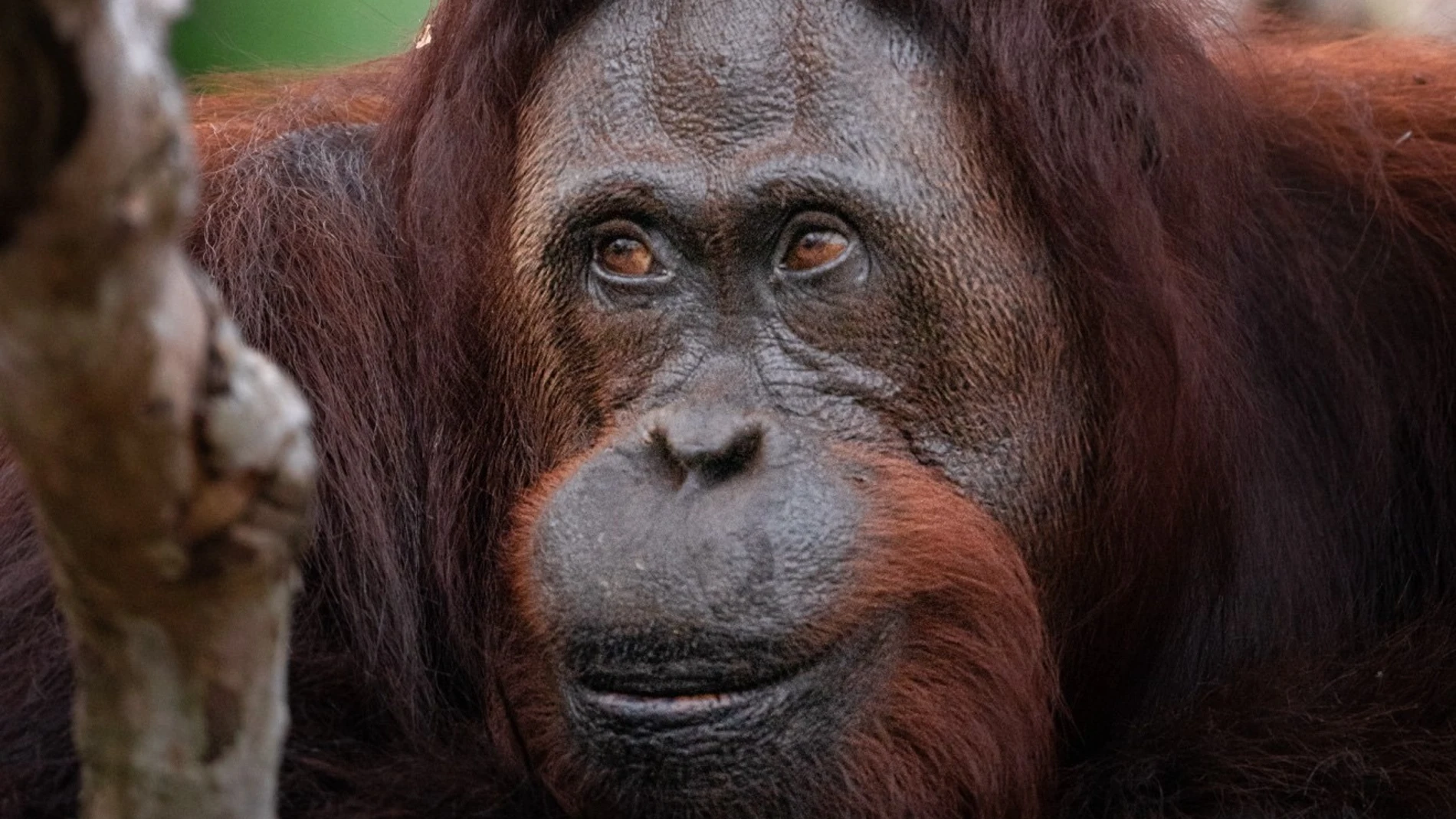 Orangután juvenil tirándole del pelo a su madre 