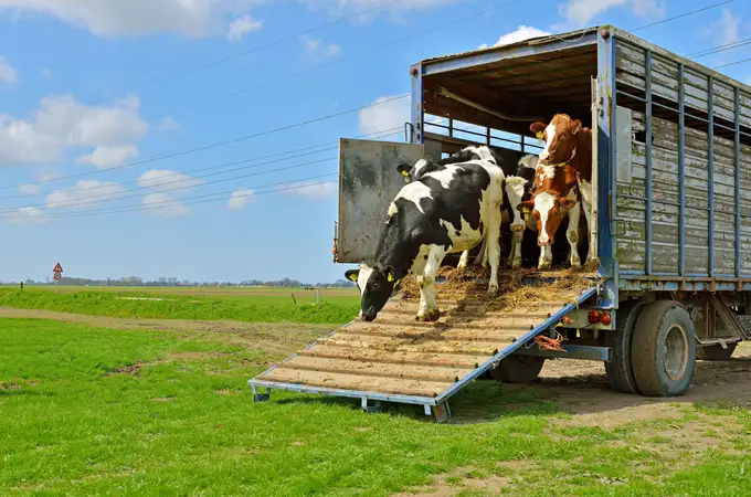 Bruselas remata al campo español con su norma de transporte animal