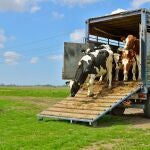 Transporte de ganado