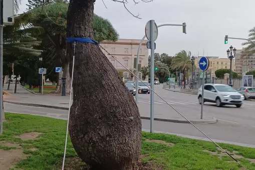 El árbol con forma de jamón que será retirado en Cádiz