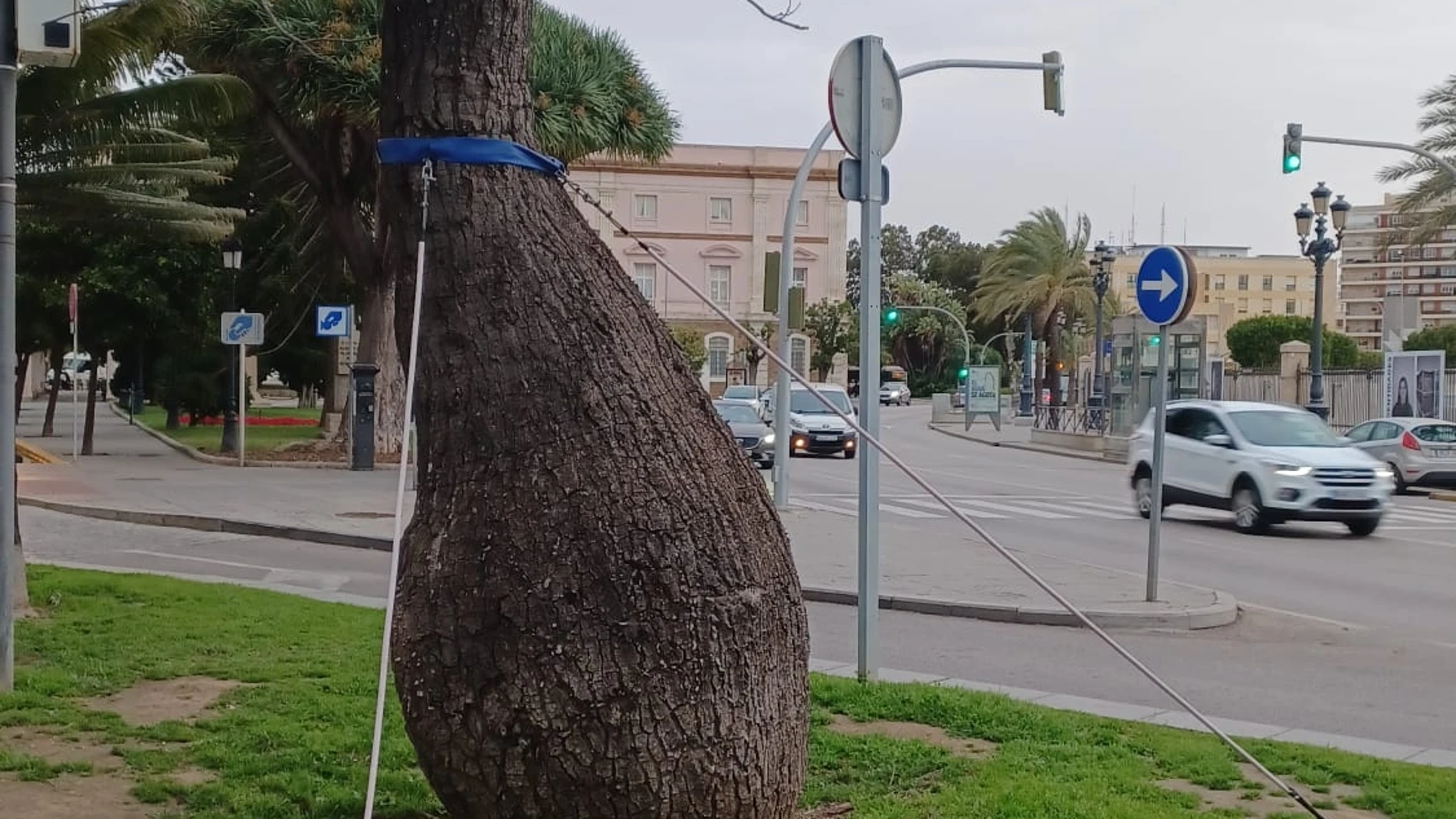 Árbol singular que será retirado en Cádiz