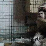 Faada rescata a un mono capuchino que vivía enjaulado en un piso de Barcelona
