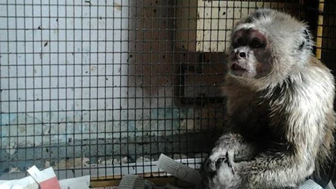 Faada rescata a un mono capuchino que vivía enjaulado en un piso de Barcelona