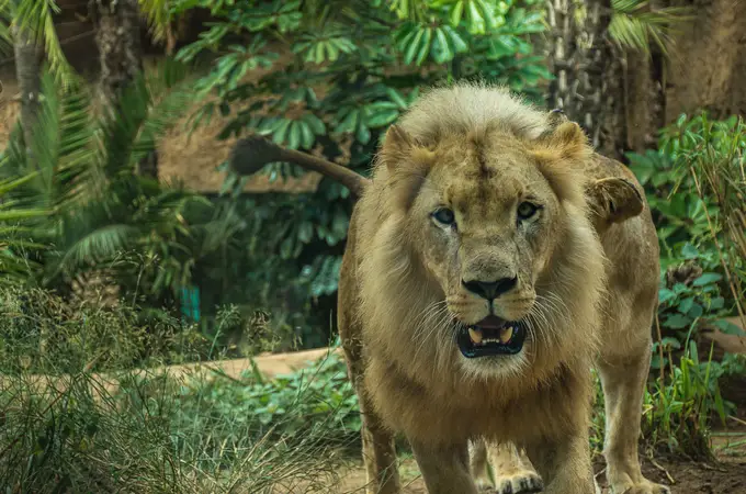 Muere un hombre devorado por un león al intentar hacerse un selfie junto a su jaula en un zoo