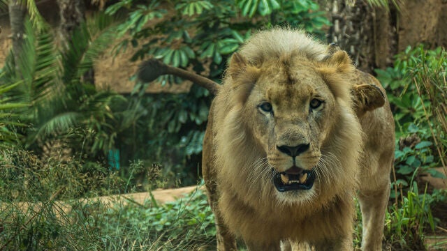 León