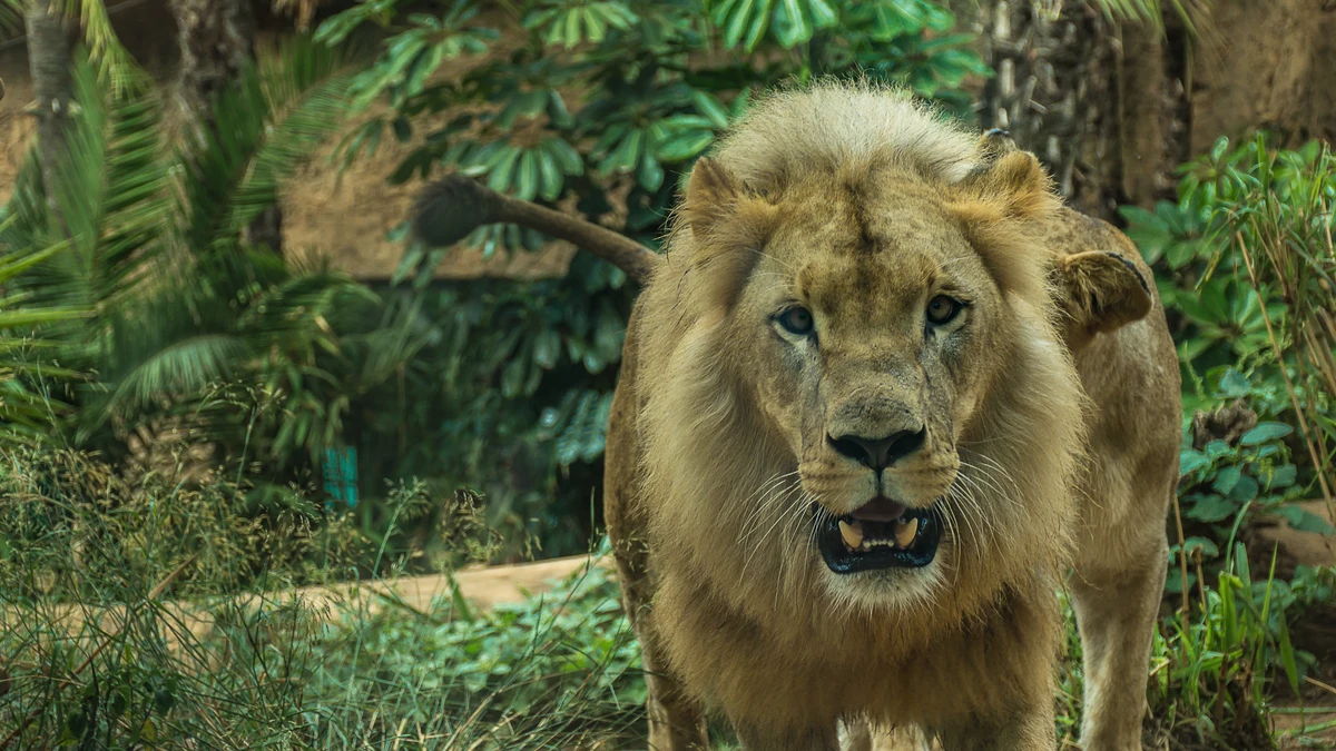 Muere un hombre devorado por un león al intentar hacerse un selfie junto a su jaula en un zoo