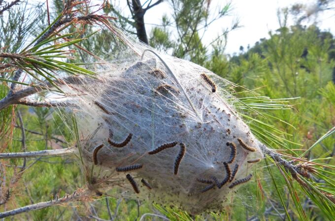 La plaga de las orugas procesionarias ataca en distintas localidades de la región