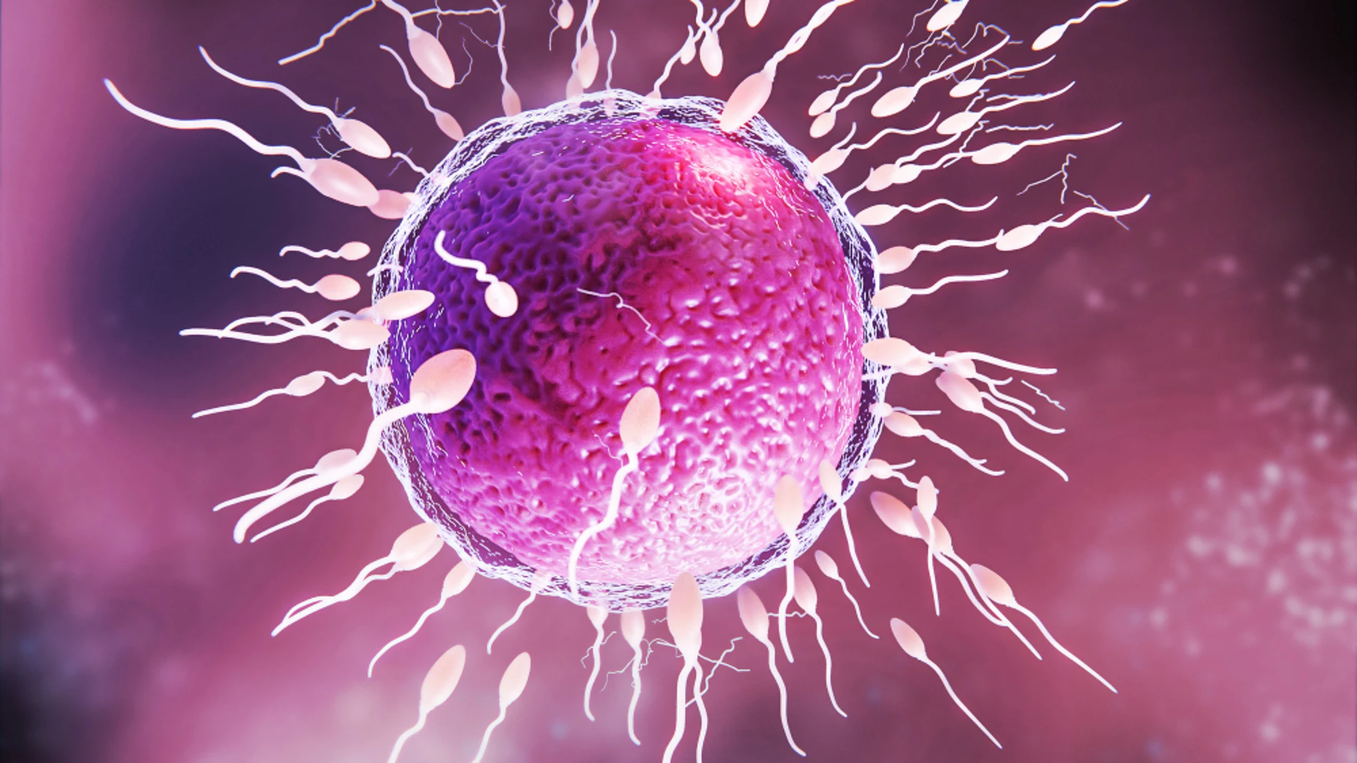 óvulo espermatozoide longevidad