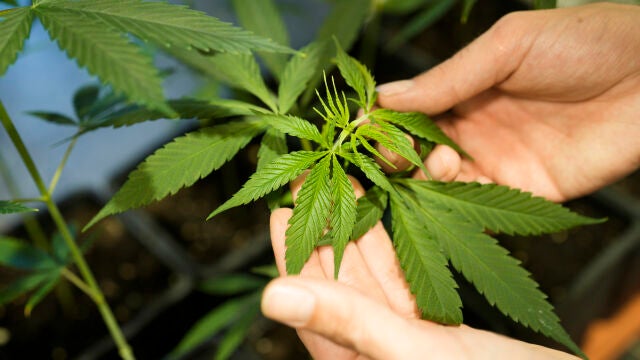 Germany Cannabis