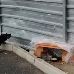 Un gato callejero en Torrijos (Toledo)