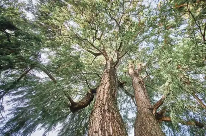 Sevilla lanza una Guía de campo de árboles singulares municipales