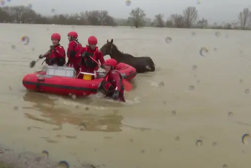 Impactantes imágenes del rescate en zodiac de un caballo atrapado en una finca inundada de Vitoria
