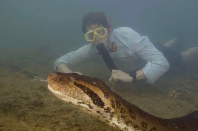 Anaconda de 8 metros y 500kg en el Amazonas