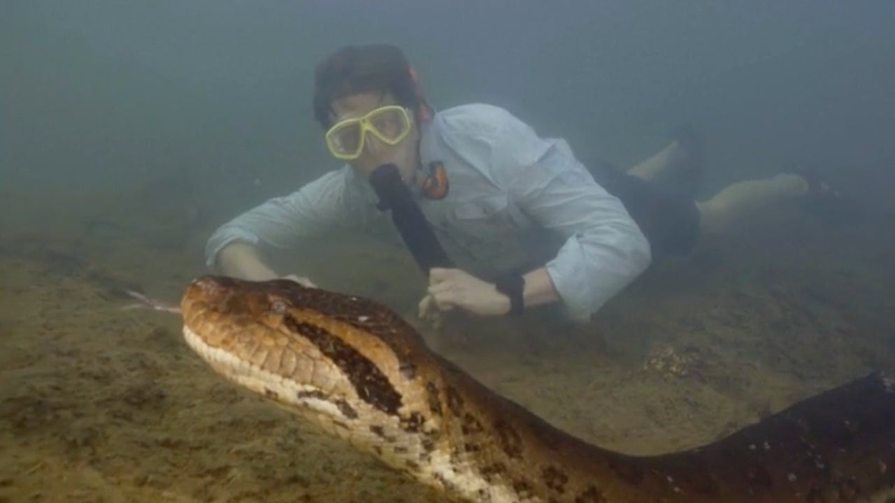 Bảo tồn và bảo vệ Anaconda