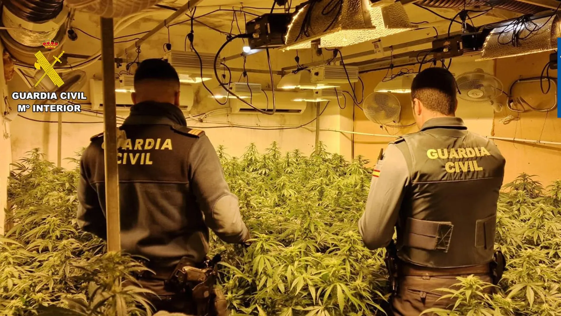 La Guardia Civil interviene una plantación de marihuana