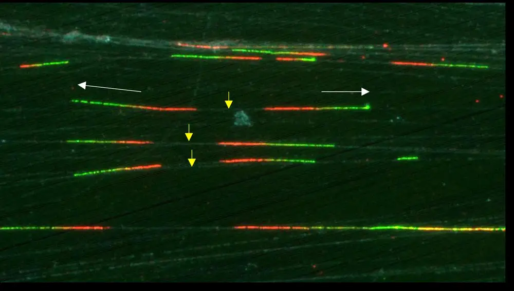 Imagen real de moléculas de ADN en proceso de copiado en células humanas, visualizadas por microscopía de inmunofluorescencia. Las flechas amarillas marcan donde empieza la replicación, y las flechas blancas la dirección de copiado de la molécula
