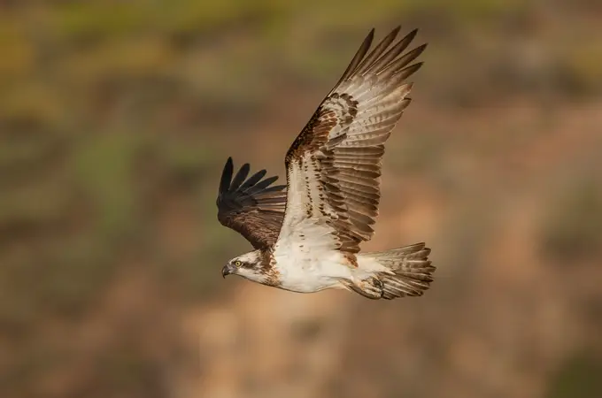 Canarias protegerá el águila pescadora, la rapaz más amenazada del archipiélago