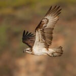 Canarias despliega un proyecto para impulsar la protección del águila pescadora