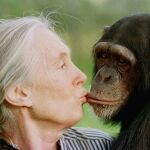 Jane Goodall besa a Tess, una hembra chimpancé, en 1997, en Nairobi