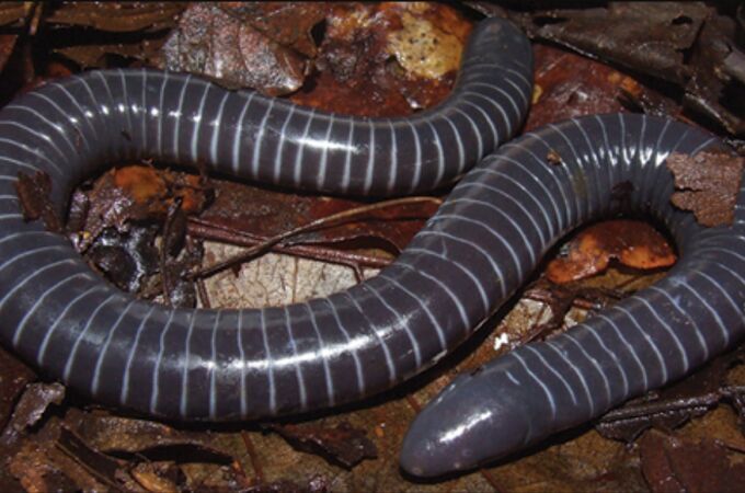 Endémico de América del sur, este gusano puede alcanzar los 40 cm. 