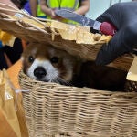 Arrestan a 6 personas en Tailandia por llevar un panda rojo y otros animales en equipaje