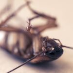 Las cucarachas es una de las plagas más comunes en España