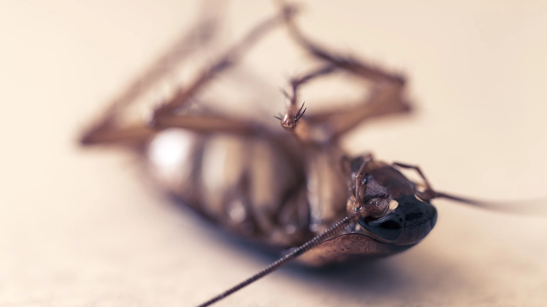 Las cucarachas es una de las plagas más comunes en España
