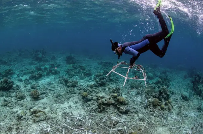Los arrecifes de coral pueden recuperarse en cuatro años