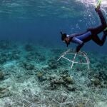 Los arrecifes de coral restaurados pueden crecer como los sanos