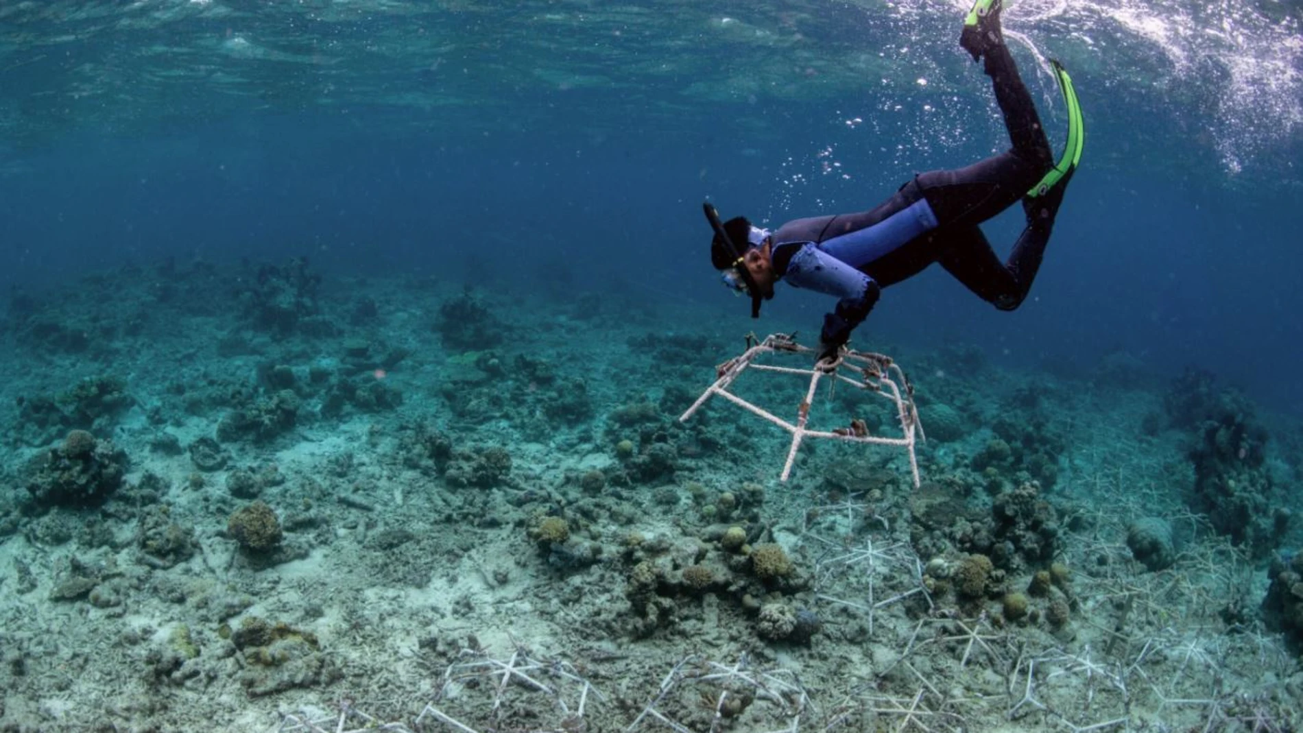 Los Reef Stars se instalan en áreas degradadas para estabilizar los escombros sueltos e impulsar el rápido crecimiento de los corales.THE OCEAN AGENCY08/03/2024