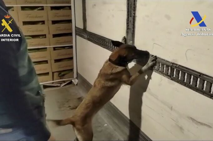 Un perro de la Guardia Civil durante la operación