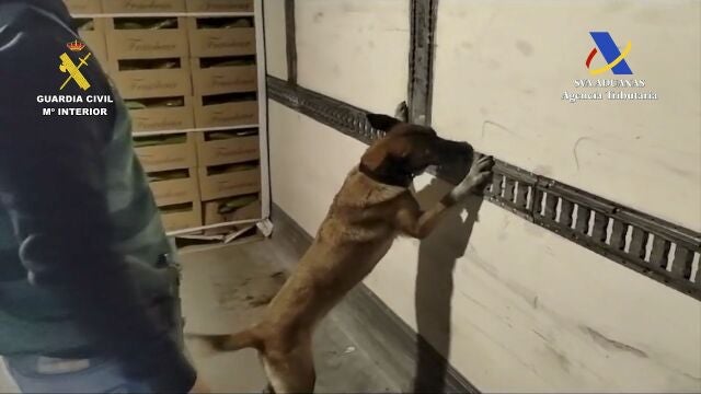 Un perro de la Guardia Civil durante la operación