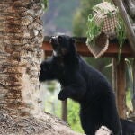 El oso andino, un emblema contra el tráfico ilegal de fauna silvestre en Bolivia